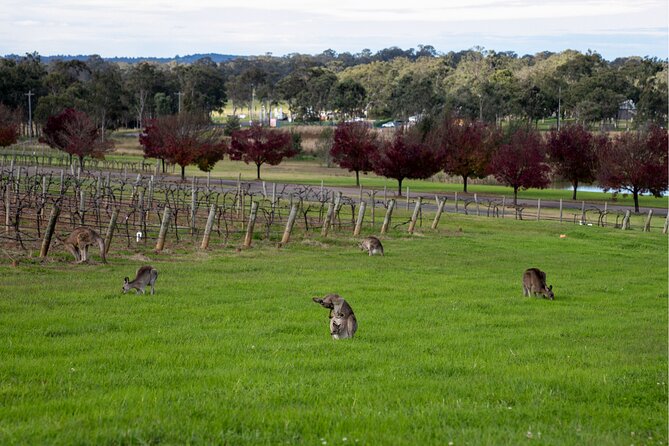 Award-Winning Hunter Valley Wine & Cheese Tour from Sydney - Who this Hunter Valley wine and cheese tour suits best