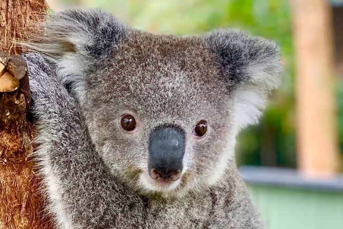 Baby Animals, Boomerangs and BBQ Lunch - Key Reasons This Tour Works