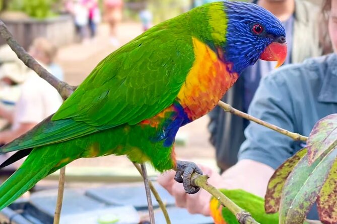 Baby Animals, Boomerangs and BBQ Lunch - Australian Reptile Park Guided Time: 4 Hours of Close Encounters