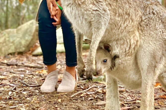 Baby Animals, Boomerangs and BBQ Lunch - Aussie BBQ Lunch (All You Can Eat) Plus Snacks and Drinks