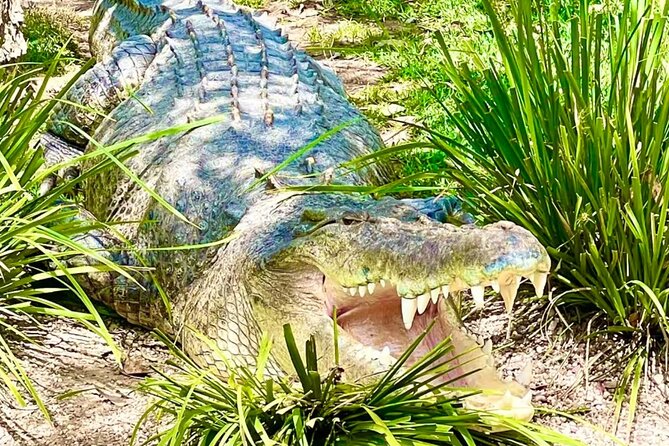 Baby Animals, Boomerangs and BBQ Lunch - The Photo Gallery and Little Extras That Actually Matter