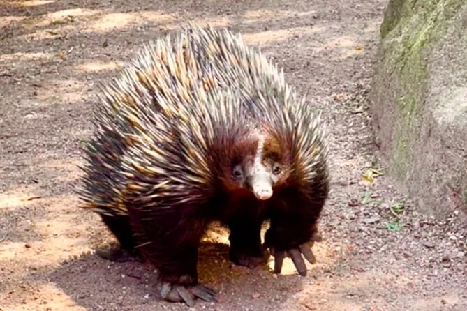 Baby Animals, Boomerangs and BBQ Lunch - Price and Value: Is $251.04 Worth It?