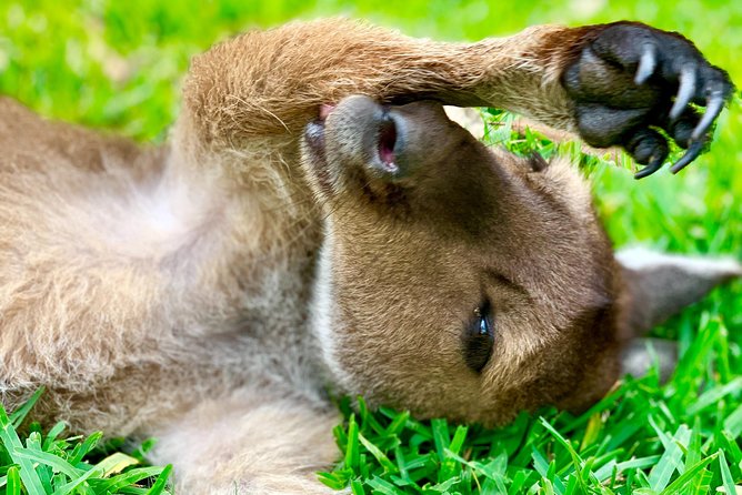 Baby Animals, Boomerangs and BBQ Lunch - Koala Meeting: Small Time Window, Big Meaning