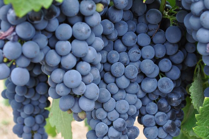 Barossa and Hahndorf Wine Tasting and Sightseeing Tour - The 8-Hour Reality Check: Comfort, Timing, and Road Time