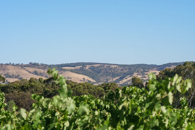 Barossa Bespoke Tours-A private, wine tour to the Barossa Valley - Adelaide to the Barossa: pickup, timing, and how the day works