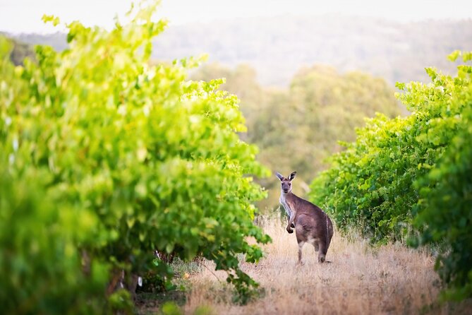 Barossa Small Group Wine Tours with Wine Tasting and Lunch - Pickup and timing from Adelaide: the ease factor
