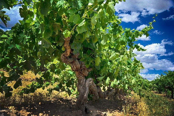 Barossa Valley Full-Day Tour - Château Tanunda tasting: a historic estate from 1890