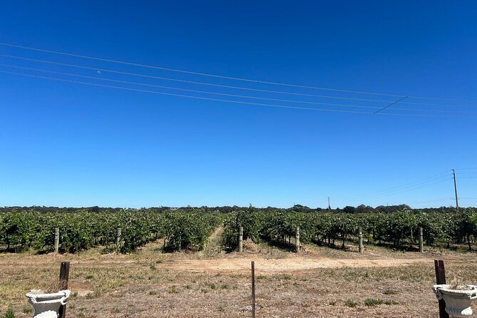 Barossa Valley Gin and Wine Tour - Key things I’d bookmark before you go