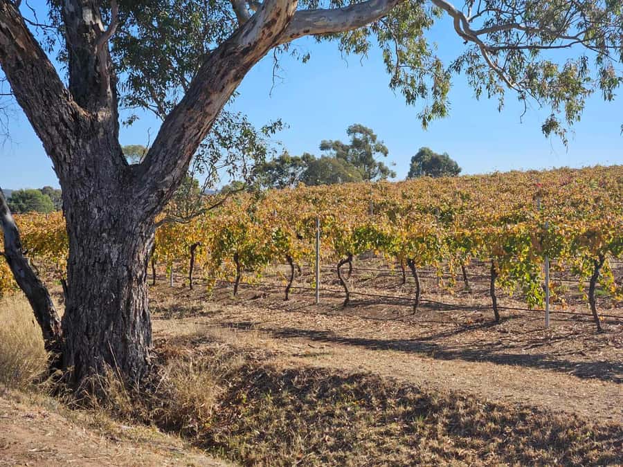Barossa Valley Wine Tour - A premium Barossa day with comfort built in
