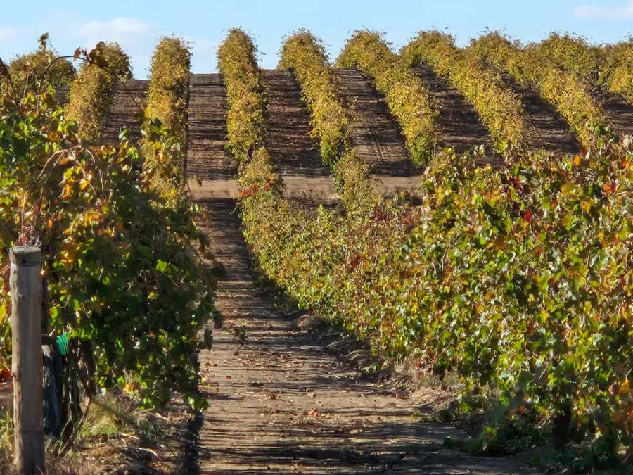 Barossa Valley Wine Tour - What made it feel memorable: the guide factor