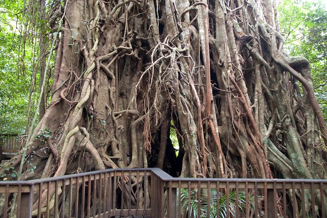 Barron Gorge and Kuranda National Park Half Day Rainforest and Waterfall 4WD Tour from Cairns - Key things I’d watch for before you go