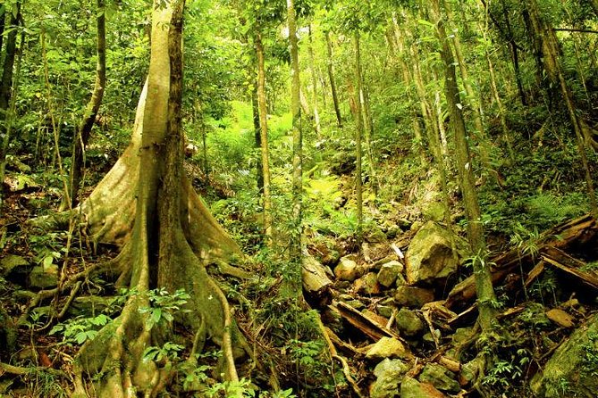 Barron Gorge and Kuranda National Park Half Day Rainforest and Waterfall 4WD Tour from Cairns - Kuranda National Park village drive: quick, but useful
