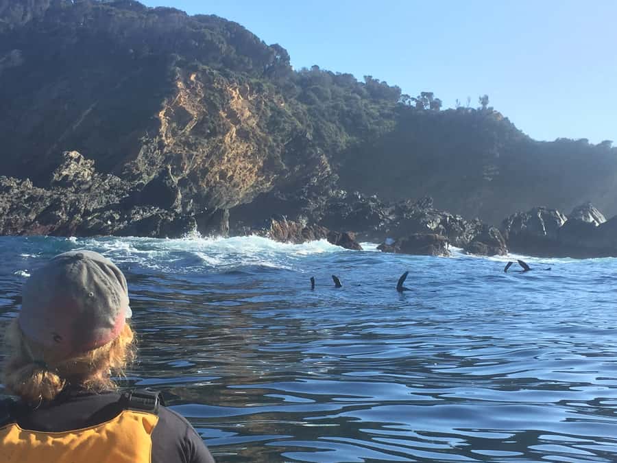 Batemans Bay: Half-Day Sea Kayak Tour - Key highlights you’ll actually care about