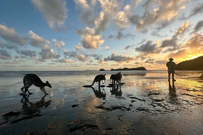 Beach Sunrise with the Wallabies - Beach Sunrise with the Wallabies: What Makes This Mackay Tour Different