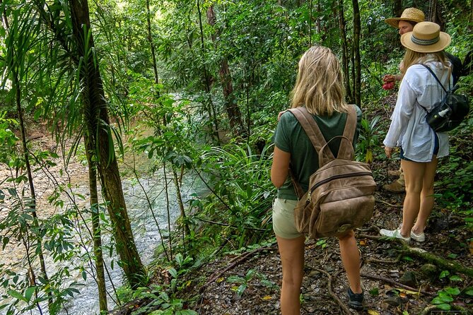 Beautiful Daintree Waterfall Walk, Magical Swim & Heavenly Lunch - Stop 1 and lunch: chef-cooked food in the rainforest (not a snack stop)