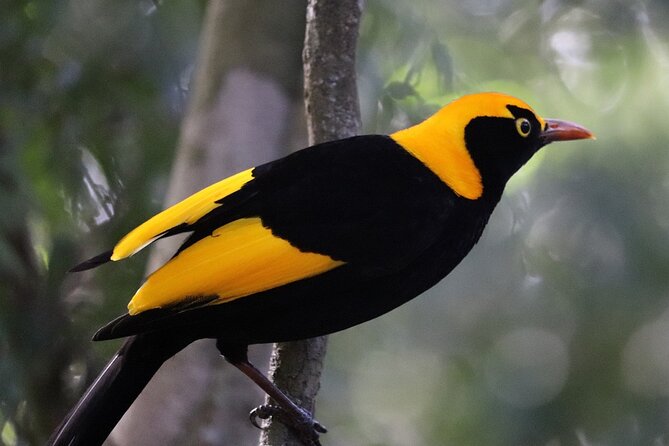 Bellthorpe Rainforest Private Tour - Key things I’d circle before you go
