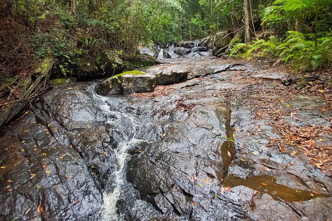 Bellthorpe Rainforest Private Tour - The 8:00am start and how the timing works