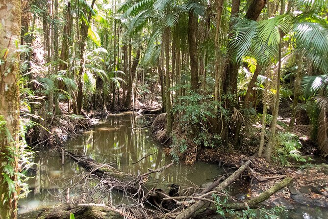 Bellthorpe Rainforest Private Tour - Heritage Waterfalls break and the trap door spider site