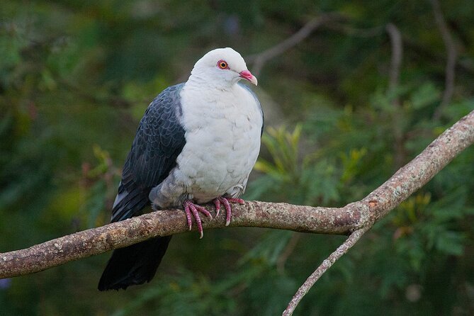 Bellthorpe Rainforest Private Tour - Mary Cairncross Scenic Reserve: lunch in the rainforest (and a short walk)