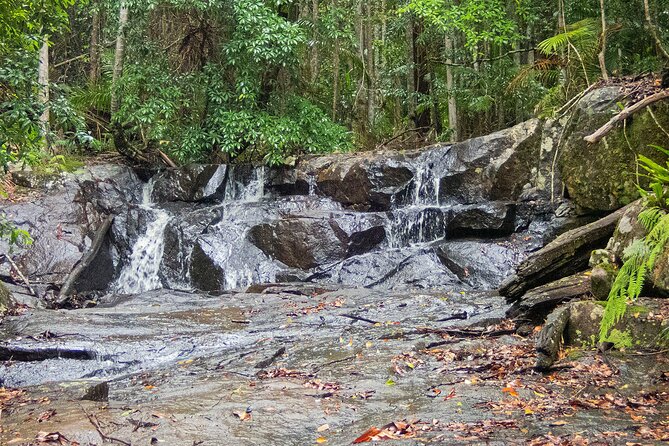 Bellthorpe Rainforest Private Tour - Wildlife spotting focus: birds are the main event