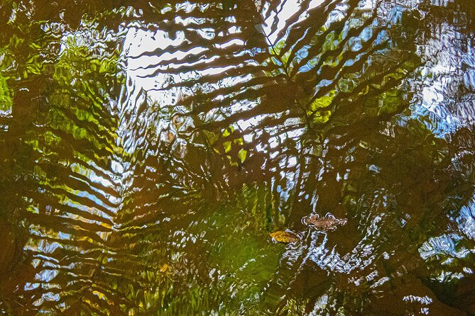 Bellthorpe Rainforest Private Tour - Price and value: what $200.83 gets you (and what it doesn’t)