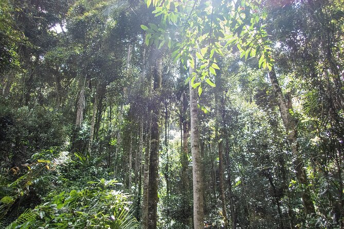 Bellthorpe Rainforest Private Tour - Stop at Bellthorpe Stays: getting your bearings in real rainforest