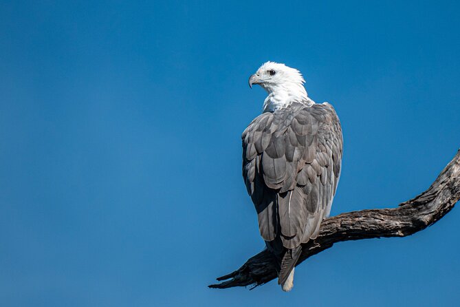 Bermagui River Kayak Tour - The Outbound Paddle: Mangroves, Herons, and Cormorants Up Close