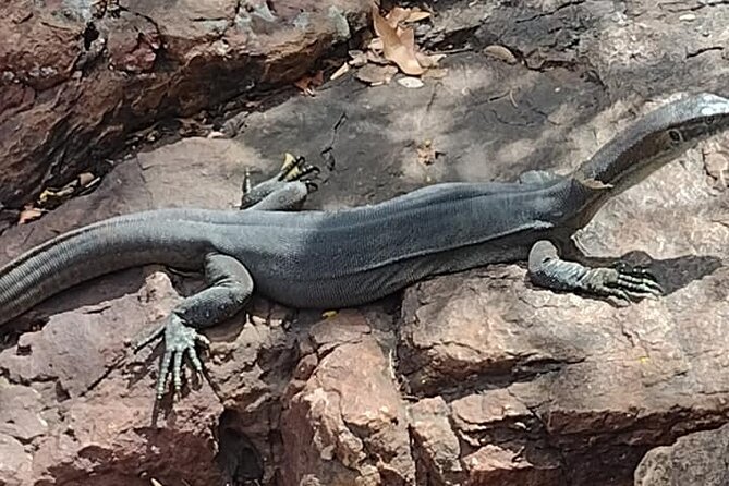 Berry Springs + Crocodile Cruise + Rooftop Sunset - Quick tips so your day runs smoothly