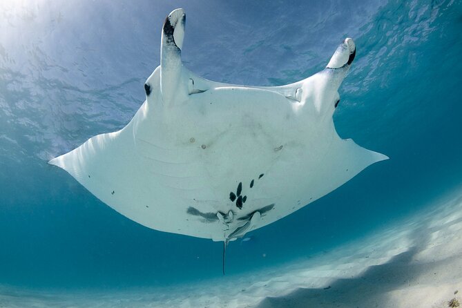 Best of Ningaloo Mantas and More - From Coral Bay to Ningaloo’s waterline: what the day feels like