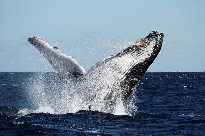 Best of Ningaloo Mantas and More - Who should book this Ningaloo Marine Interactions tour