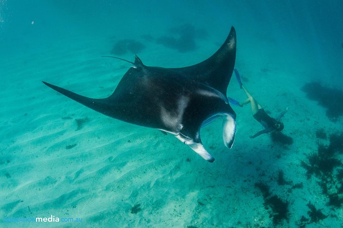 Best of Ningaloo Mantas and More - Mantas and the big-nearby crowd: what to expect from sightings