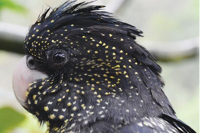 Birdworld Kuranda Entry Ticket - Key Things That Make Birdworld Kuranda Worth Your Time