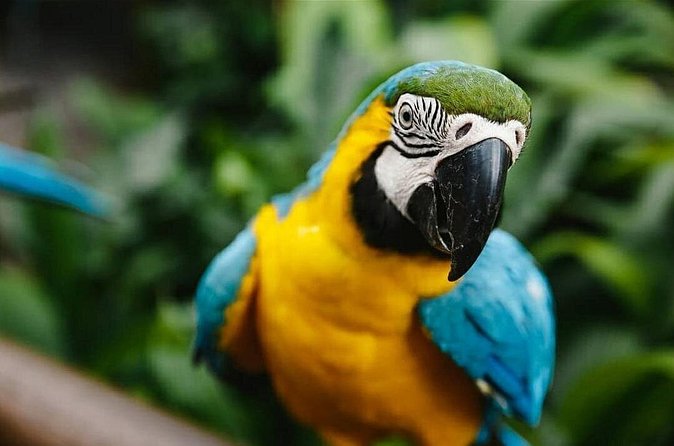 Birdworld Kuranda Entry Ticket - The One Quirk You’ll Want to Plan For: Buttons and Curious Beaks