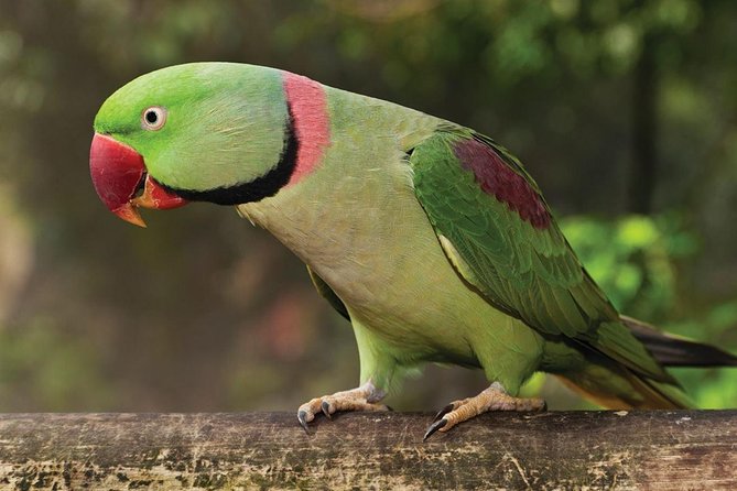 Birdworld Kuranda Entry Ticket - The Rainforest-Style Habitat and the Bird Mix That Makes It Fun