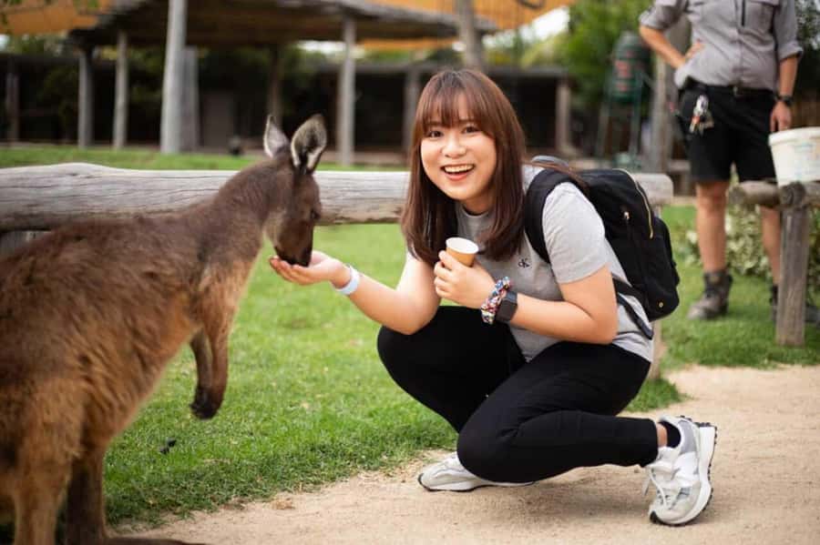 Blue Mountain Tour + Hop-on-Hop-off Big Bus Discover Ticket - Katoomba Scenic World: Railway, Skyway, Cableway in a Limited Window