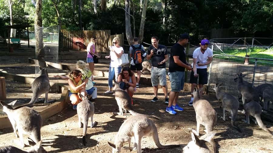 Blue Mountains: Aboriginal Experience Day Tour from Sydney - Featherdale Wildlife Park: A Fun Stop That Doesn’t Eat the Day