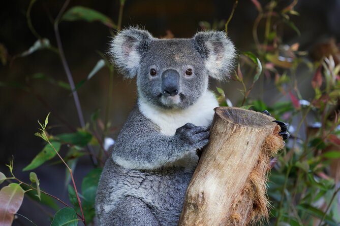 Blue Mountains All-inclusive Tour with Scenic World & Lunch - Key things I’d circle before you go