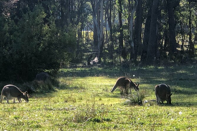 Blue Mountains Day, Sunset Tour & Glow Worms Night Adventure - What to bring and how to prep for a day-to-night outing