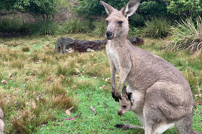 Blue Mountains Day, Sunset Tour & Glow Worms Night Adventure - Who this Blue Mountains day, sunset, and glow worm tour suits best