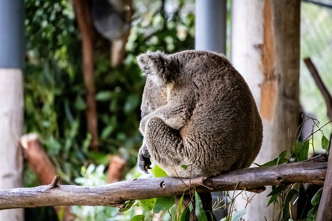 Blue Mountains Day Tour from Sydney - Entering The Day: Sydney Zoo Makes This Tour Different