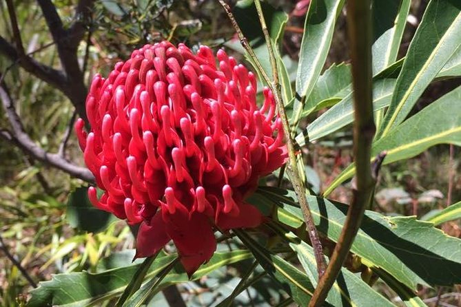 Blue Mountains Day Tour Including Parramatta River Cruise - Wentworth Falls or Leura Cascades: Easy Walking, Real Weather Reality