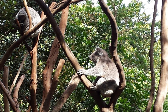Blue Mountains Day Tour With Bushwalks, Waterfalls & Featherdale - Featherdale Sydney Wildlife Park: What the Included Animal Time Is Like