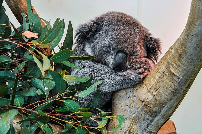Blue Mountains Highlights, Wildlife Park and Scenic World Full Day Private Tour - Featherdale Sydney Wildlife Park: animals first, questions answered