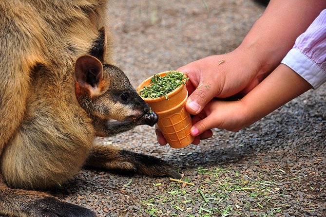 Blue Mountains Highlights, Wildlife Park and Scenic World Full Day Private Tour - The drive from Sydney: private comfort plus a flexible plan