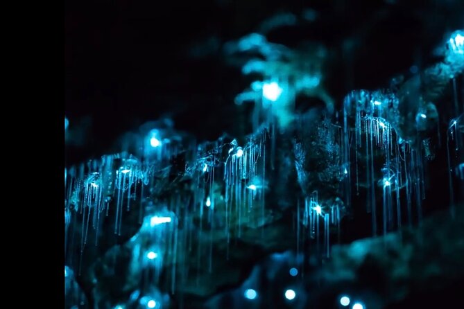 Blue Mountains Hiking Glow worms Cave Wildlife Spotlighting Night Adventure - Why night makes the Blue Mountains better for glow worms