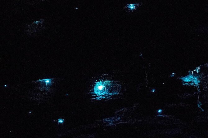 Blue Mountains Hiking Glow worms Cave Wildlife Spotlighting Night Adventure - 8:00 pm pickup and the rhythm of a late-night outing