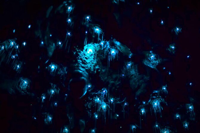 Blue Mountains Hiking Glow worms Cave Wildlife Spotlighting Night Adventure - Who should book this Blue Mountains night glow-worm hike?