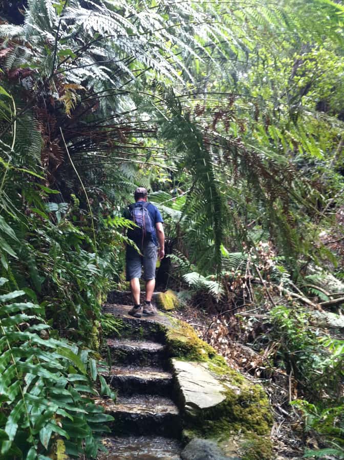 Blue Mountains: Inside a World Heritage National Park - Lunch in Blackheath: plan for what you’ll eat