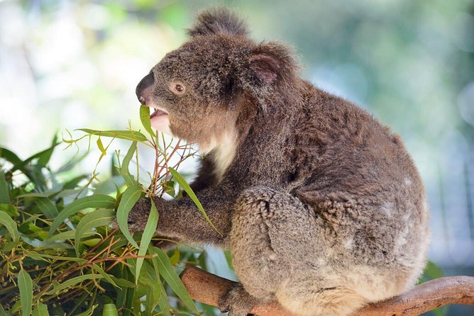 Blue Mountains | Koalas, Kangaroos & Bondi Beach Private Tour - Bondi Beach: Short Beach Time With Maximum Real-World Flex