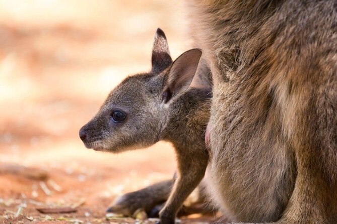 Blue Mountains Private Tour | Koala, Kangaroo, & Waterfalls Day - Scenic World: optional thrills, extra cost you can decide on
